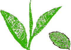Marokko Grün